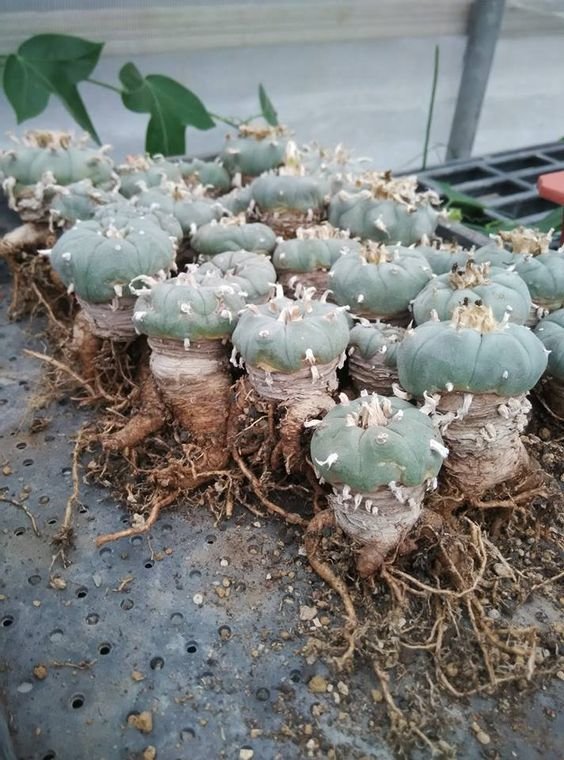 Peyote Cactus Seeds