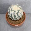Lophophora diffusa v Koike (Peyote) - Image 2