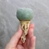 Lophophora fricii v. Super White 3.0-3.9cm (Peyote) - Image 2