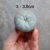 Lophophora fricii v. Super White 3.0-3.9cm (Peyote)