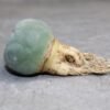 Lophophora fricii v. Super White 3.0-3.9cm (Peyote) - Image 4