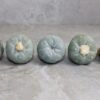 Lophophora fricii v. Super White 3.0-3.9cm (Peyote) - Image 5