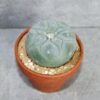 Lophophora fricii v. Yatagai 6.0-6.5cm (Peyote)