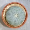 Lophophora fricii v. Yatagai 6.0-6.5cm (Peyote) - Image 4