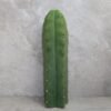 Trichocereus pachanoi Cutting (25-30cm) - Image 2