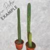 Trichocereus pachanoi Cutting (25-30cm) - Image 7