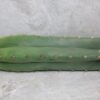 Trichocereus pachanoi Cutting (25-30cm) - Image 3