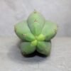 Trichocereus pachanoi Cutting (25-30cm) - Image 4