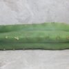 Trichocereus pachanoi Cutting (25-30cm) - Image 5