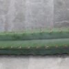 Trichocereus Pachanoi Cutting (45-50cm) ROOTED - Image 2
