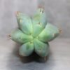 Trichocereus Pachanoi Cutting (45-50cm) ROOTED - Image 4
