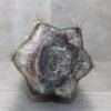 Trichocereus Pachanoi Cutting (45-50cm) ROOTED - Image 5
